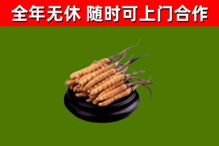 蓬莱区回收冬虫夏草